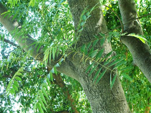  Stem and Leaves
